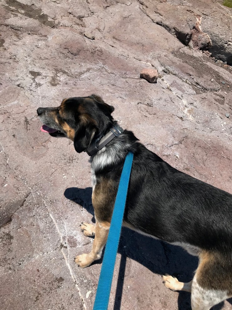 Dog on a leash on the shoreline rocks